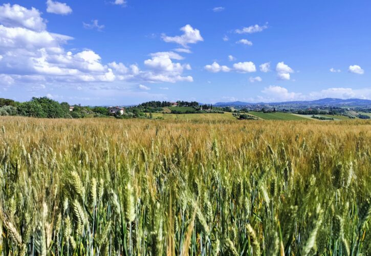 Covignano di Rimini, la collina a due pedalate dalla riviera.